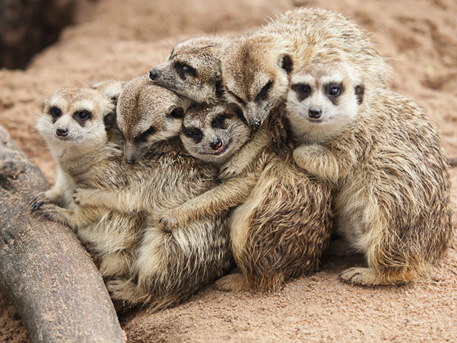 Erdmännchen im Tierpark Fauna in Solingen Gräfrath